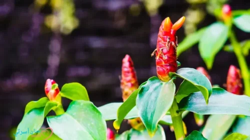 القسط الهندي للامساك