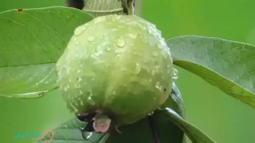 الجوافة للرضع | الكنز الغذائي الذي تحتاجه كل أم