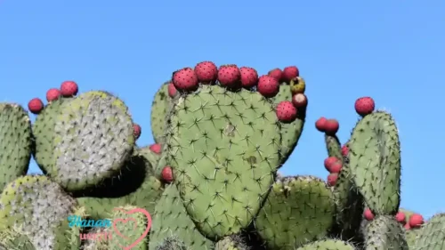 Prickly Pear Face Oil | Guide 2026