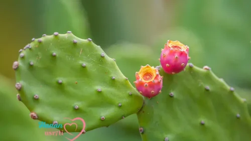 Prickly Pear Face Oil 