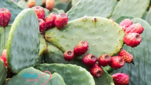 Prickly Pear Face Oil 